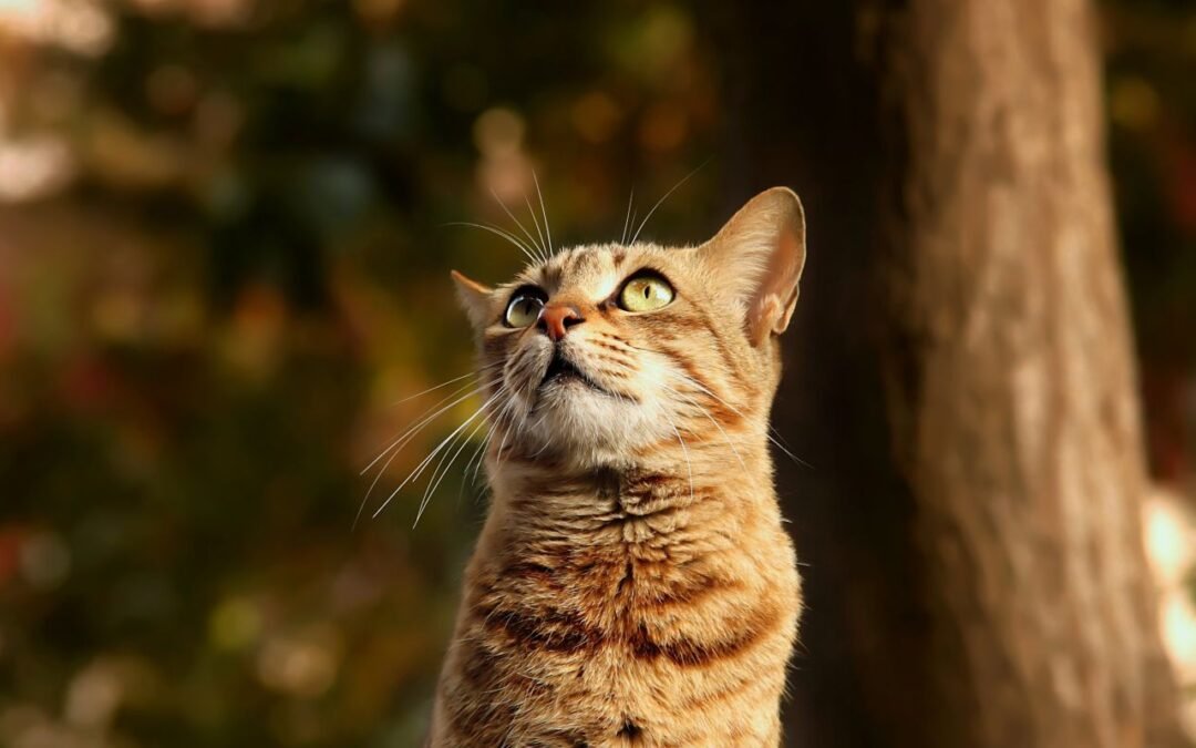 El maullido del gato una nueva mirada a quiénes son los gatos y qué