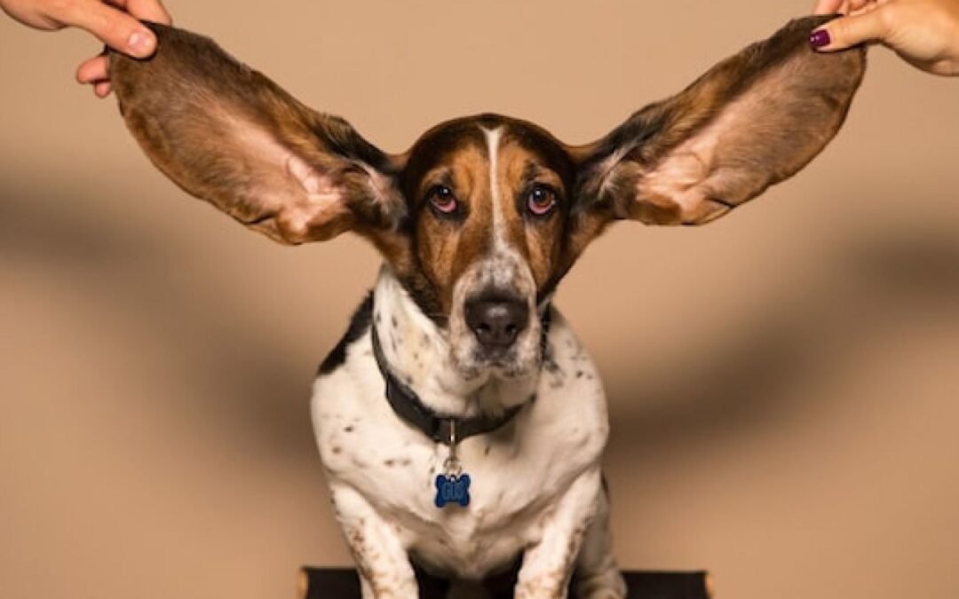 Comunicación asertiva: imprescindible en todos los matrimonios TOC