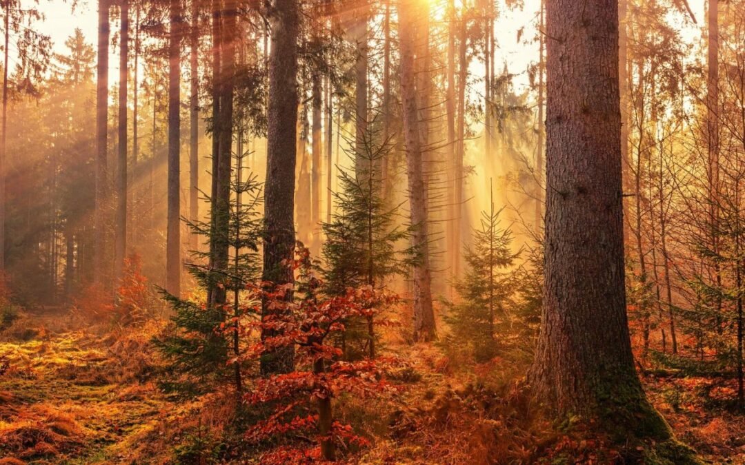 Obtenga más información sobre la TCC-E |  Psicología hoy Reino Unido