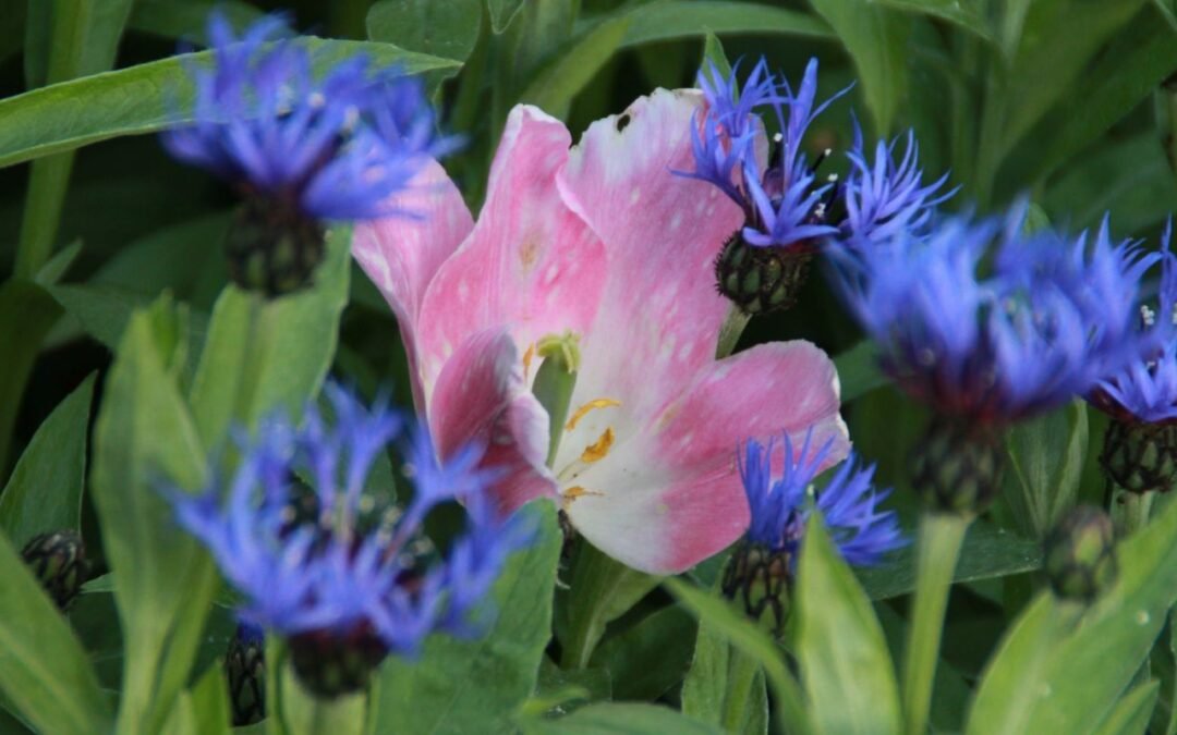 Por qué la investigación de la conciencia debe ser realizada por románticos