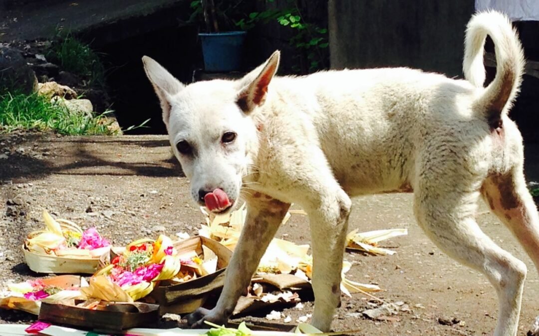 Psicología del antropoceno: los perros como espejos del comportamiento humano
