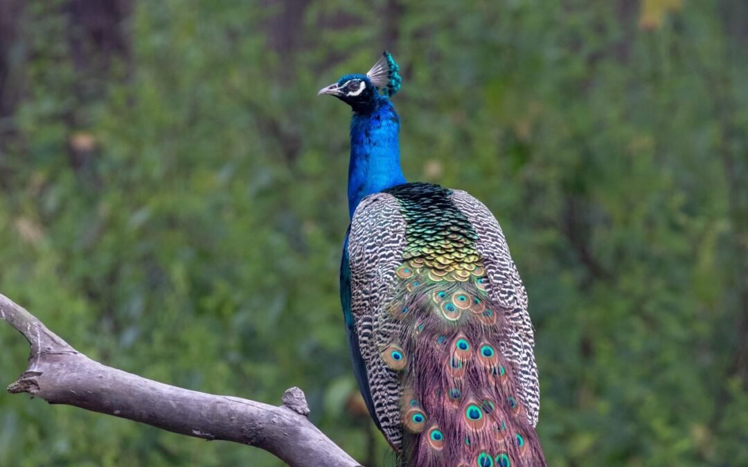 Cómo las aves y la naturaleza restauran nuestros corazones y almas