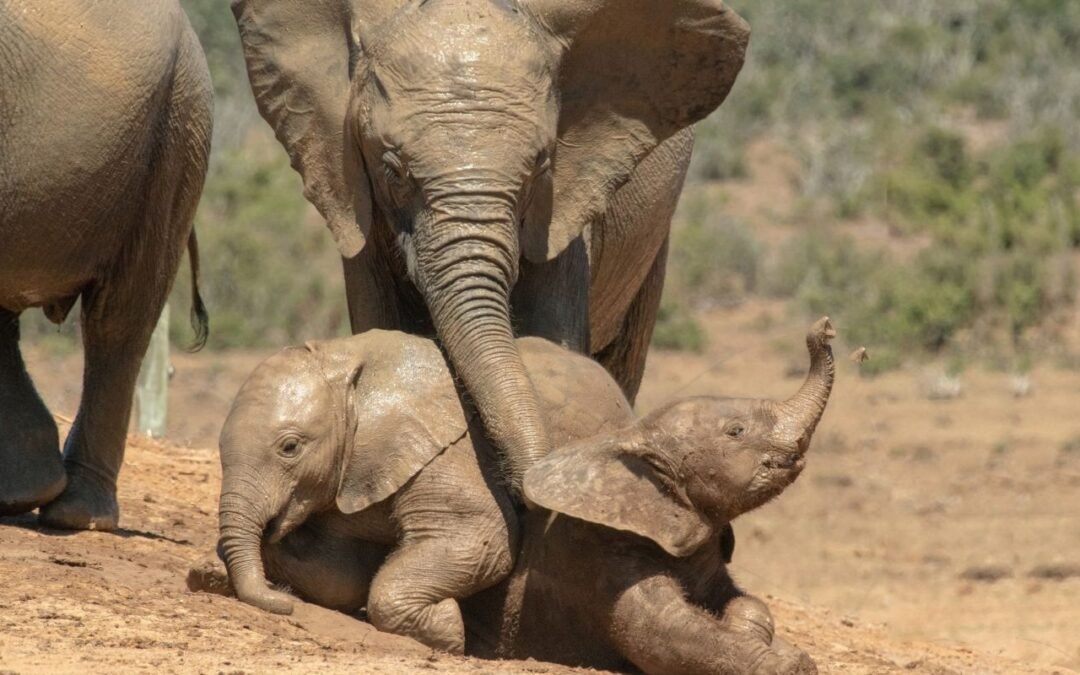 Justicia para los animales significa libertad para hacer lo que viene naturalmente
