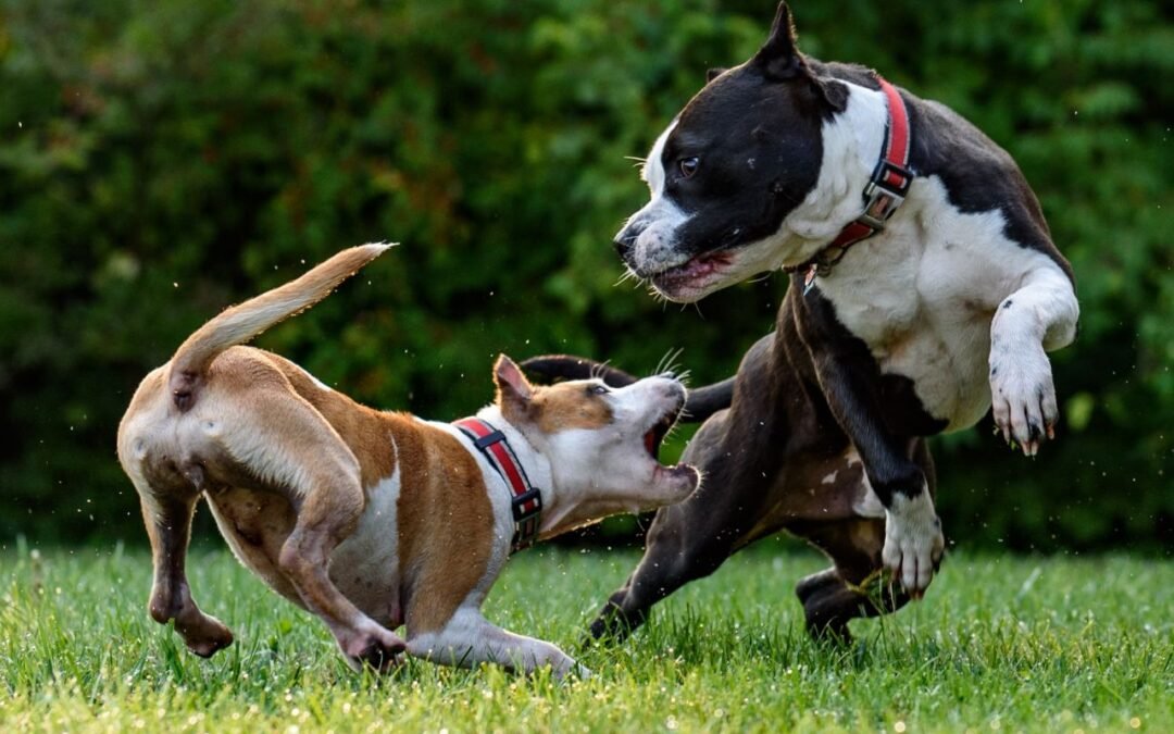 Vida creativa de los perros.