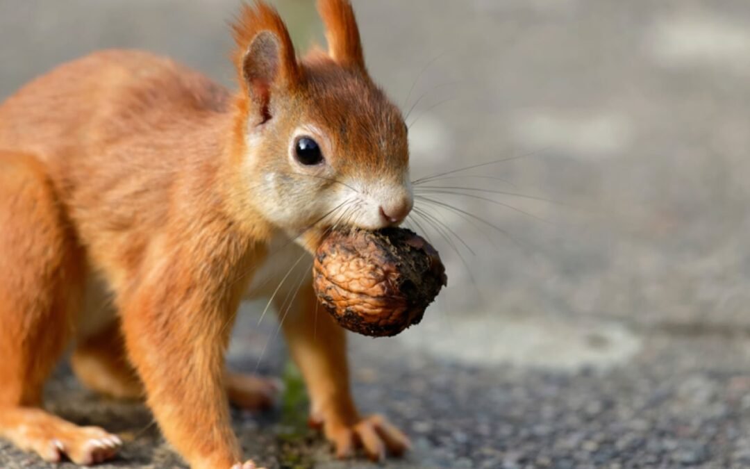 ¿Pueden los animales planificar el futuro?