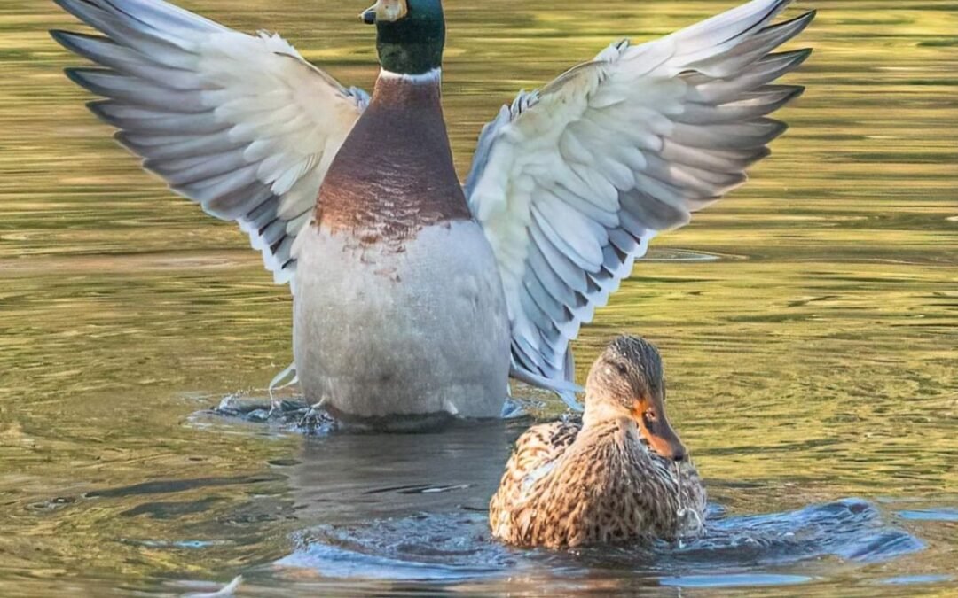 Cómo la testosterona es el Jekyll y Hyde de las hormonas