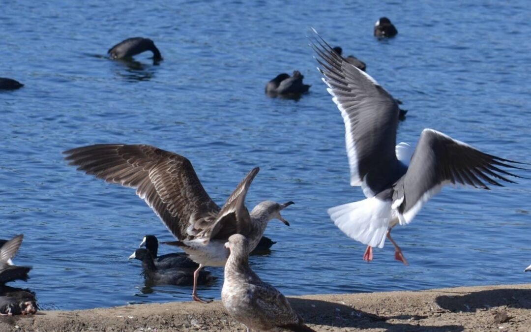 Cómo argumentar honestamente  Psicología Hoy
