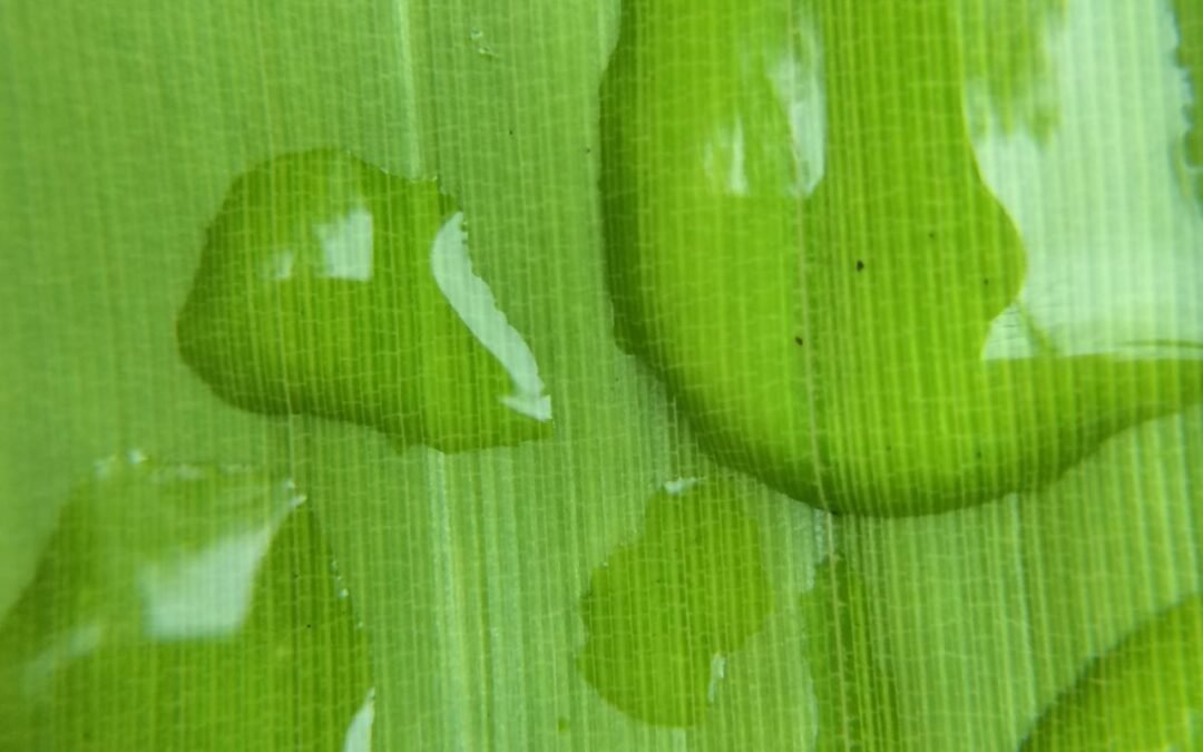 Síntomas de la salud mental y la relación entre ellos