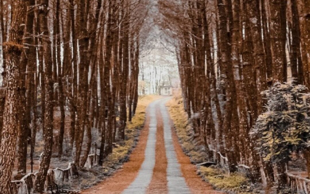 Navegando la niebla de la larga COVID