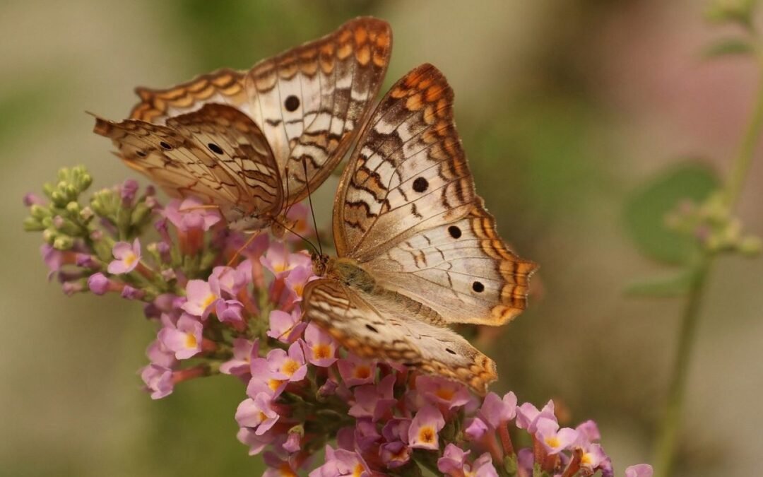 Cómo puedes convertirte en la pareja amorosa perfecta