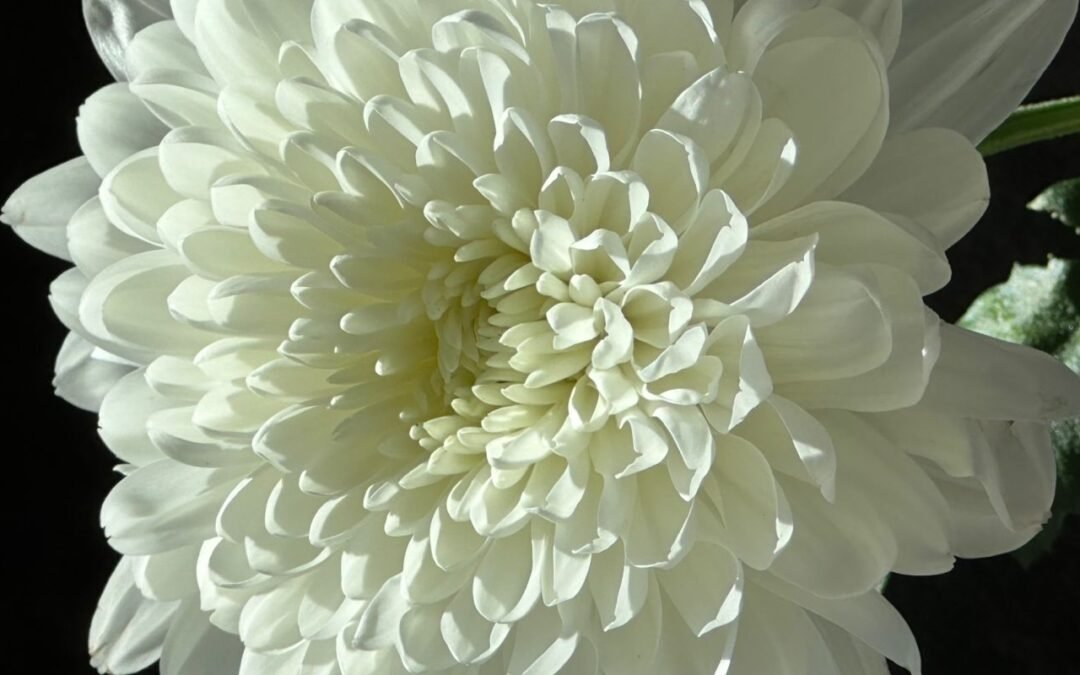 Recordamos: las voces de Parkland