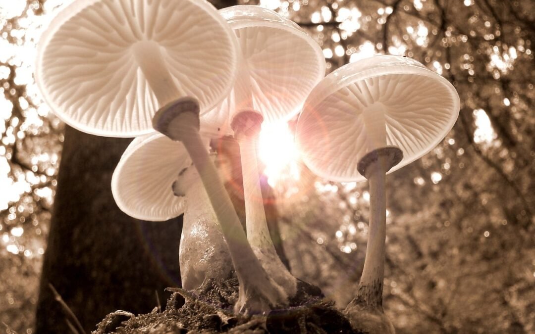 ¿Por qué debemos alegrarnos cuando hay un hongo entre nosotros?