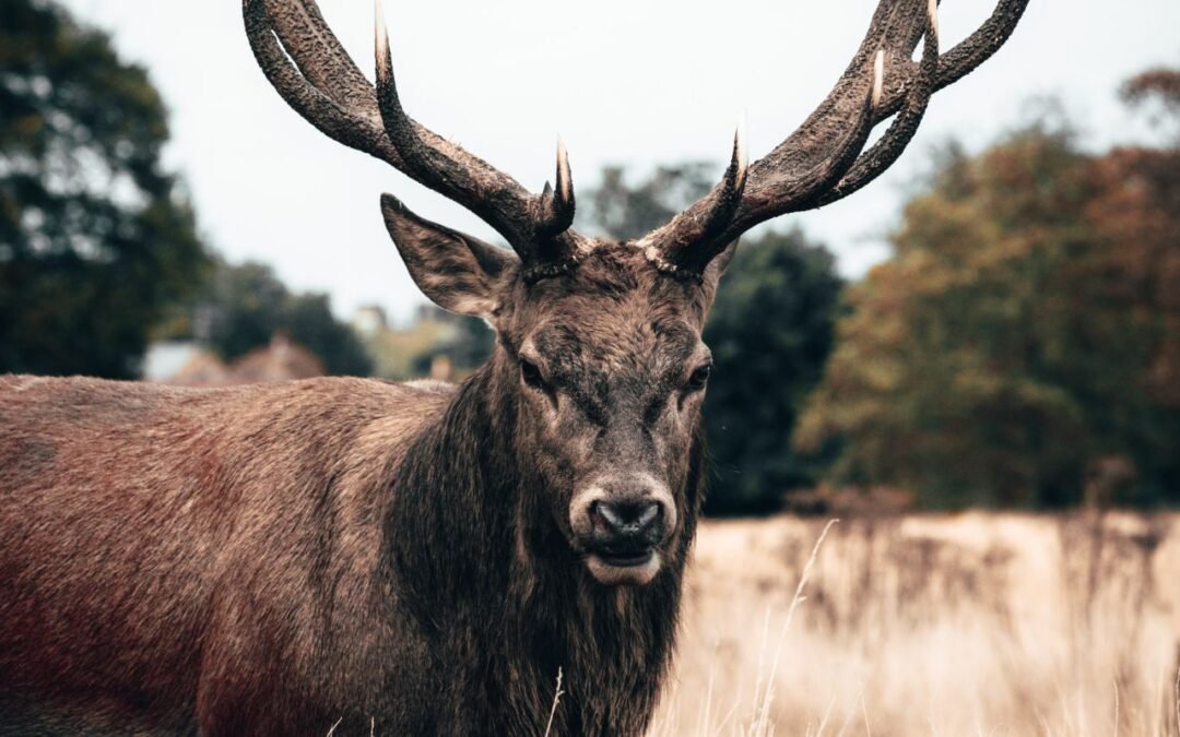 El pensamiento confuso de la caza ética frente a la caza de trofeos