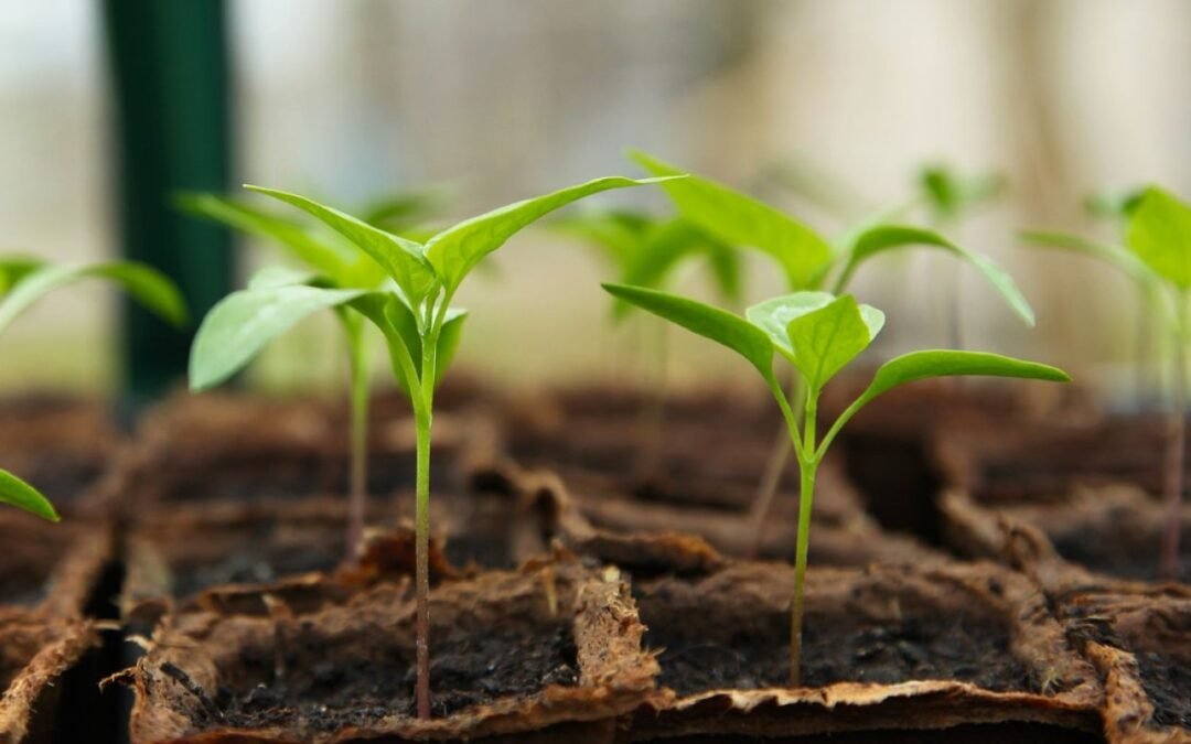 ¿Son los introvertidos realmente menos felices?