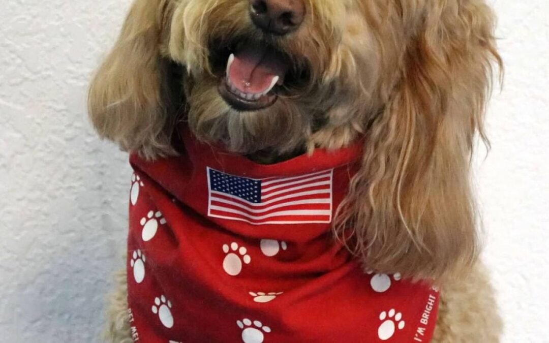 Perros de terapia, servicio y apoyo emocional