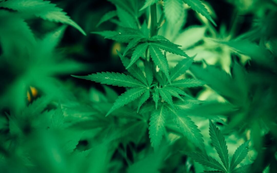 Cómo la densidad de los receptores de cannabinoides define la personalidad