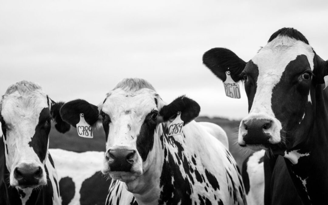 El clásico Animal Liberation de Peter Singer se ha actualizado por completo.