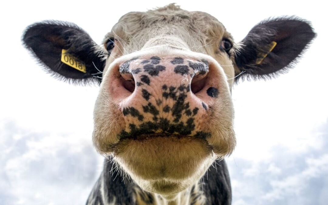 Religión y animales: la brecha entre el aprendizaje y la acción