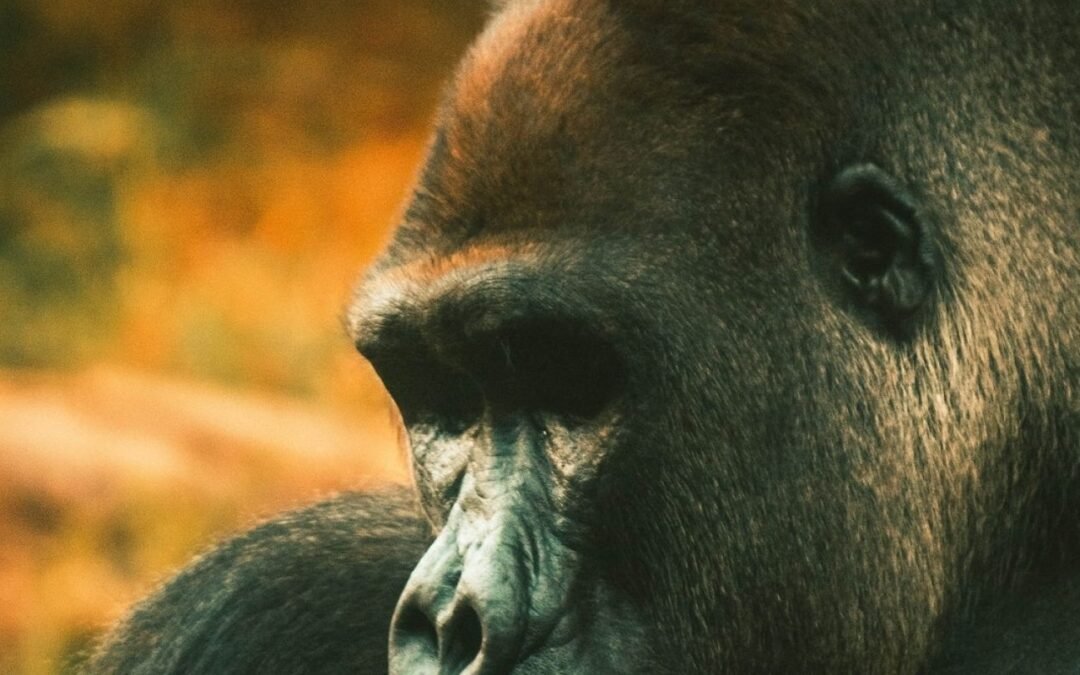 La búsqueda del origen evolutivo de la risa