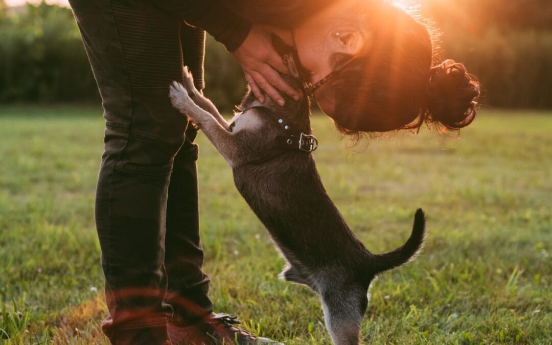 ¿Pueden los perros mantenerse al día con las peculiaridades y factores estresantes de la cultura humana?