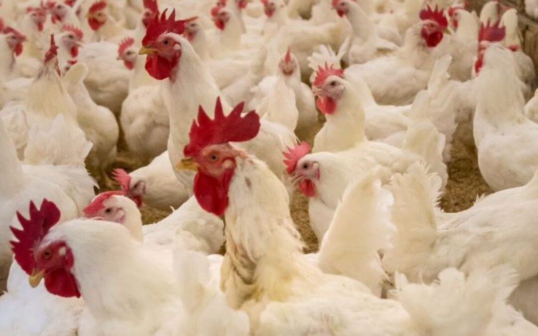 Nos comeremos con la próxima pandemia