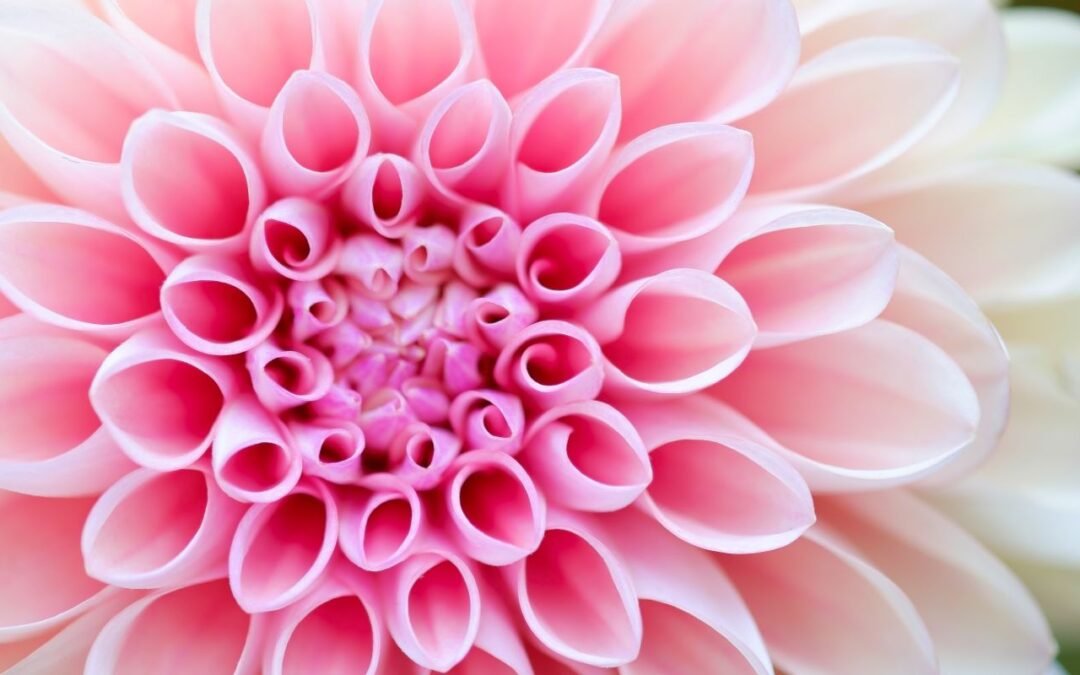 Percepción, realidad y por qué el rosa no existe