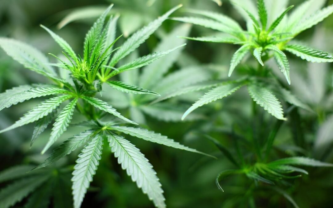 Lo más importante que debes saber para consumir cannabis de forma segura