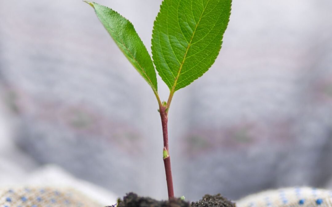 Recordamos de dónde venimos