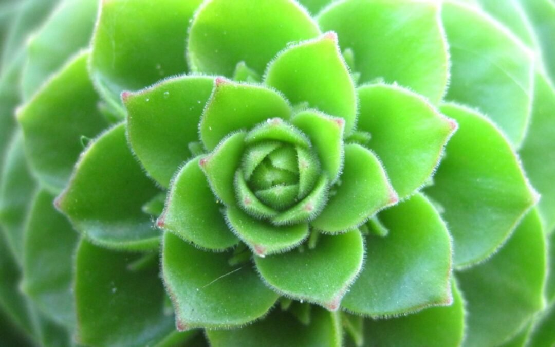 Simetría, belleza y sabiduría: cualidades que dan forma a nuestro universo