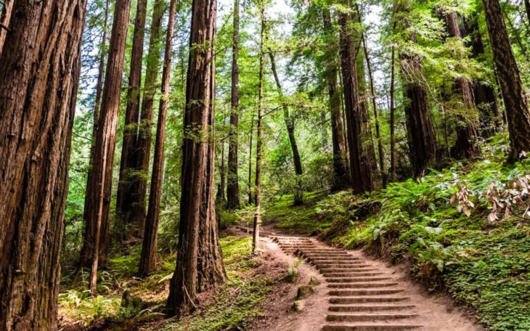 camino consciente  Psicología Hoy