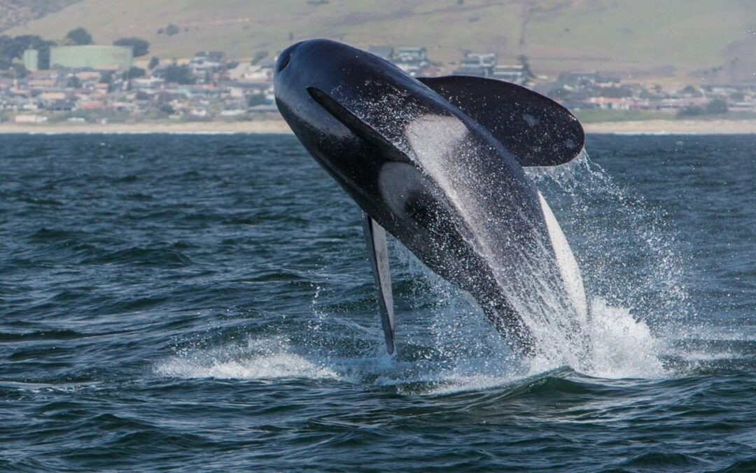¿Podemos dejar de ser nepotismo?