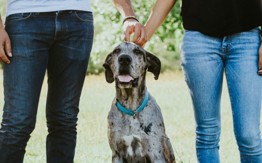 ¿Pueden los perros crear conflictos sociales intencionalmente?