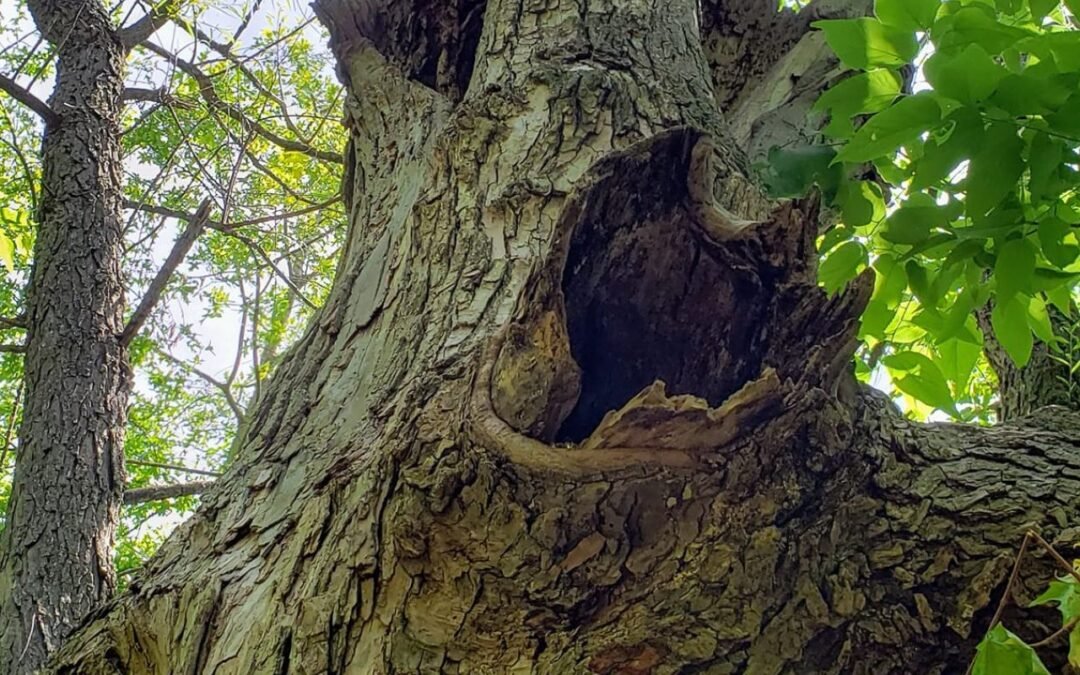 A primera vista: pareidolia