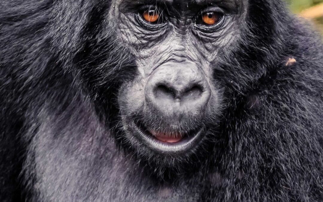 Cuando los monos se ríen, abren una ventana a la evolución humana