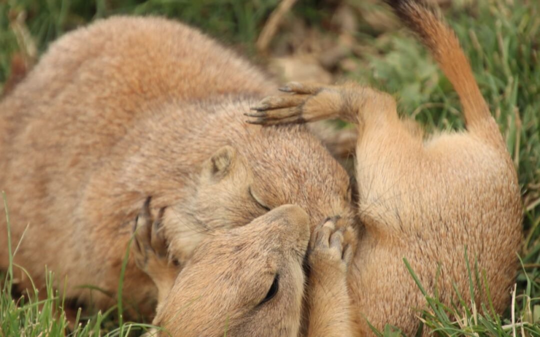 ¿Deberían usarse los perritos de las praderas como presa para los hurones?