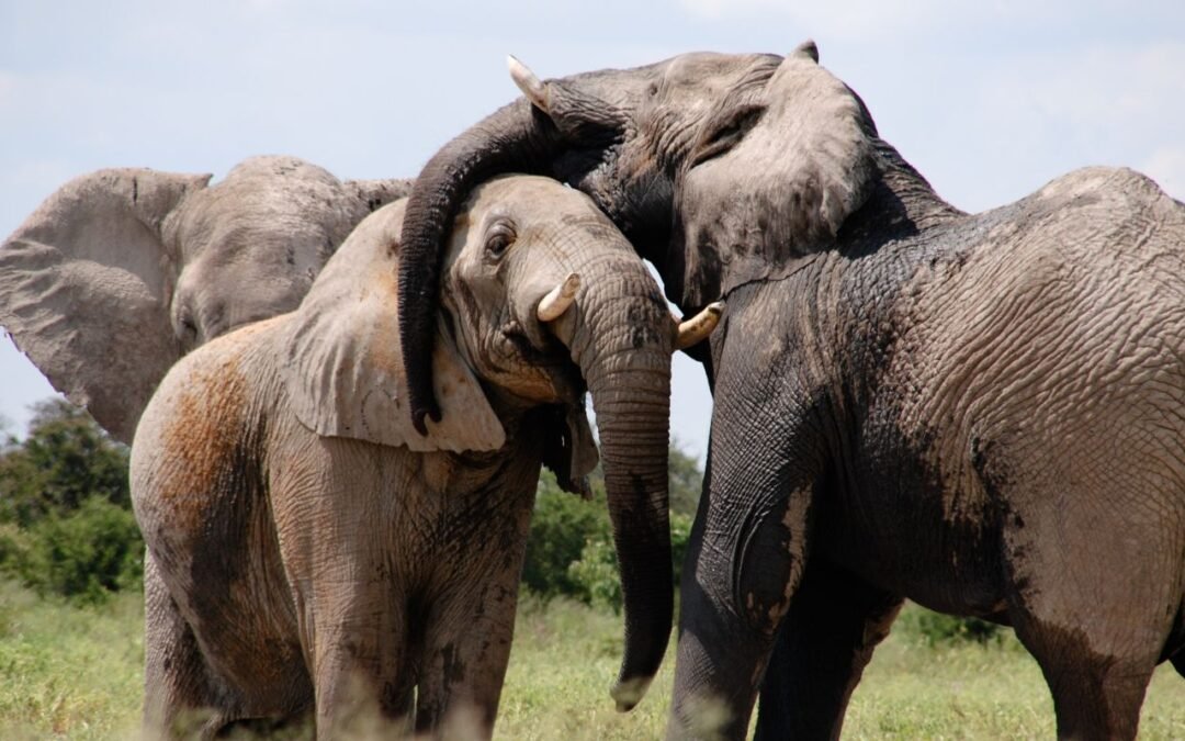 Los animales no son «cosas»: un elefante feliz y una personalidad
