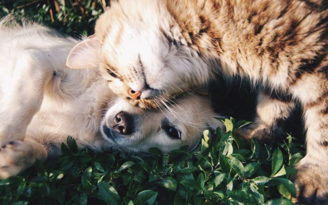 ¿Estarían mejor los gatos que los perros si no existiéramos?