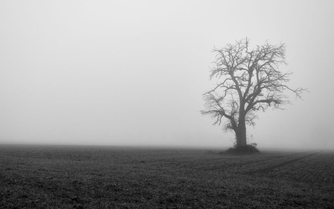 Sostenibilidad y búsqueda del bien común